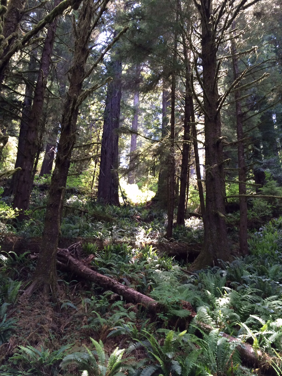 redwood tree height verylargeandtallredwoods
