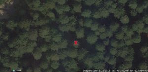 Harper Flat - tree to fall marked with X (Image from Google Earth)